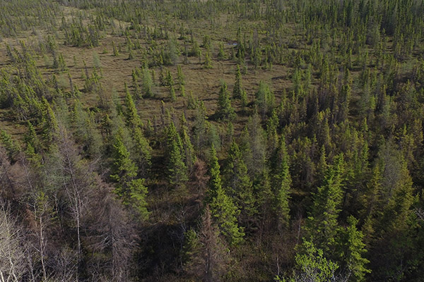 Vue aérienne au dessus d'une forêt de conifères