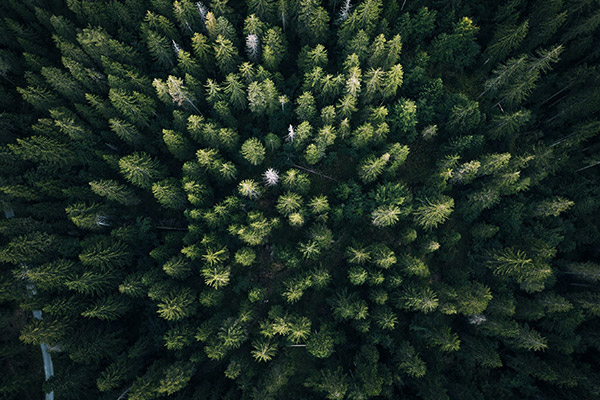 Vue aérienne d'une forêt de conifères